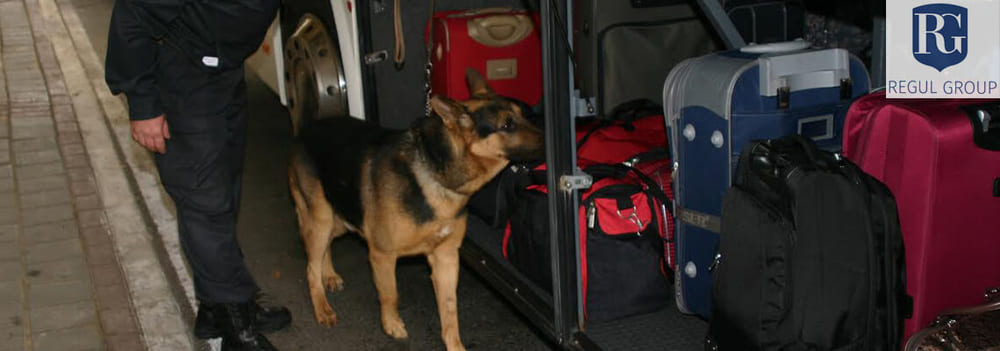 Поиска взрывчатых веществ собаками в наземном транспорте