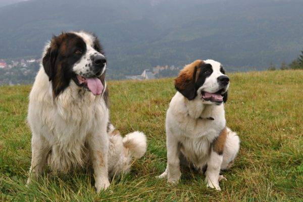 Породы собак, подходящие для охраны частных домов и территорий