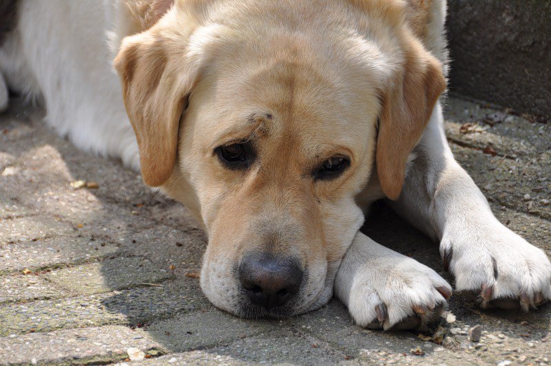 Паразитические черви у собак: как распознать и устранить