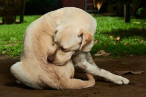 Паразитические черви у собак: как распознать и устранить