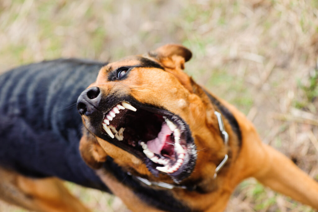 Агрессивная собака: что делать?