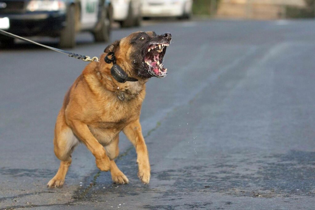 Агрессивная собака: что делать?