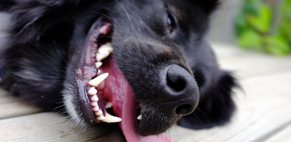 Выпрямление зубов у собаки