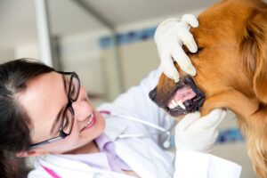 Выпрямление зубов у собаки