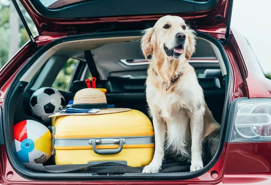 Подготовка к поездке с собакой