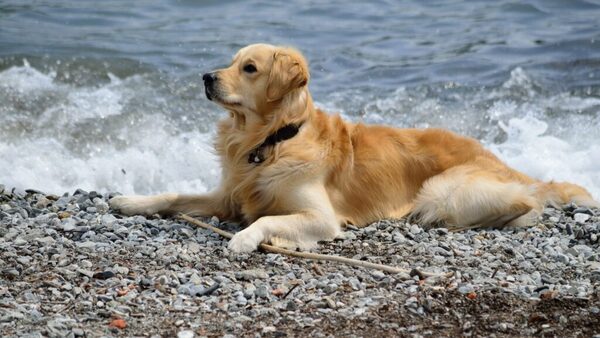 На берегу моря с собакой