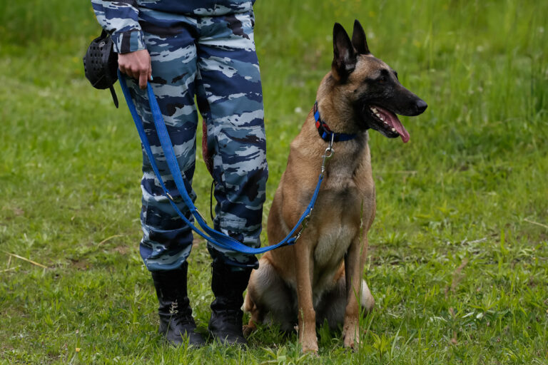 Профессия кинолог: чем занимается специалист?