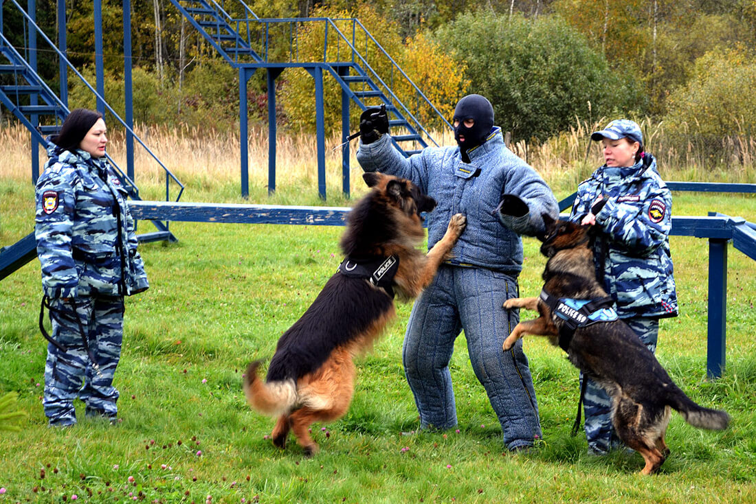 Тренировка служебных собак в МВД