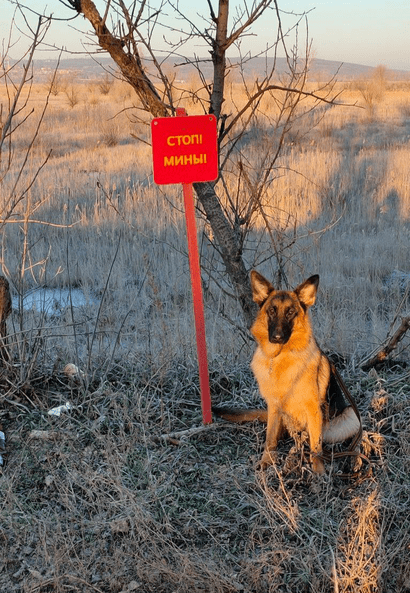 Собаки в зоне СВО ищут взрывчатые вещества