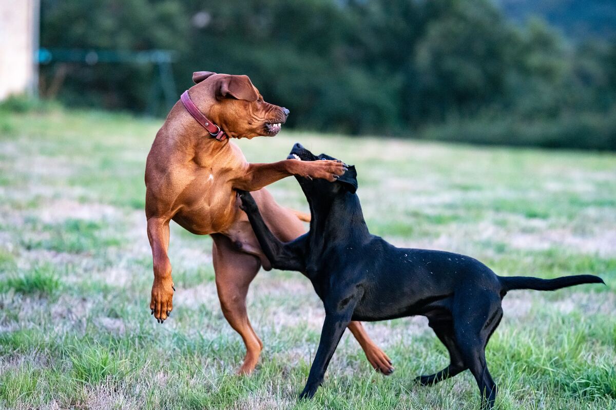 Как бороться с агрессией собаки