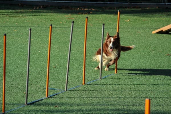 Дроны для тренировки собак