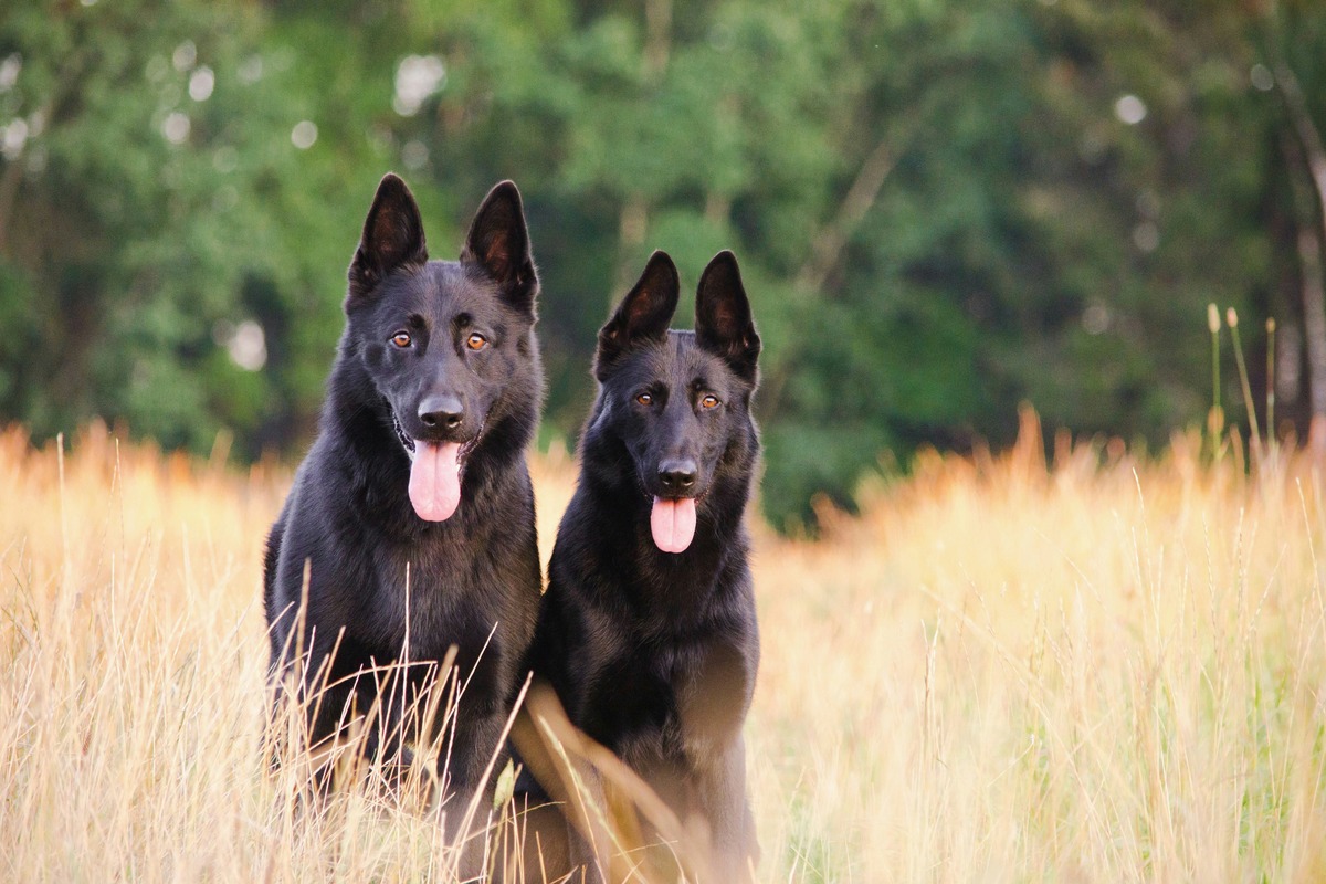 Применение служебных собак в полиции и армии