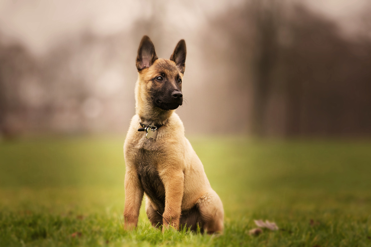 От щенка до профессионала: Путь становления служебной собаки