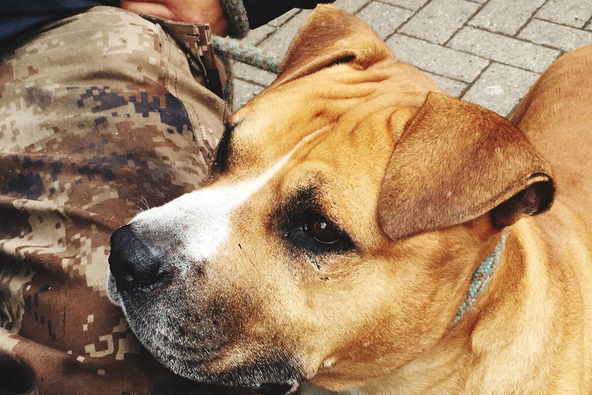 как справиться с тревожностью у собаки