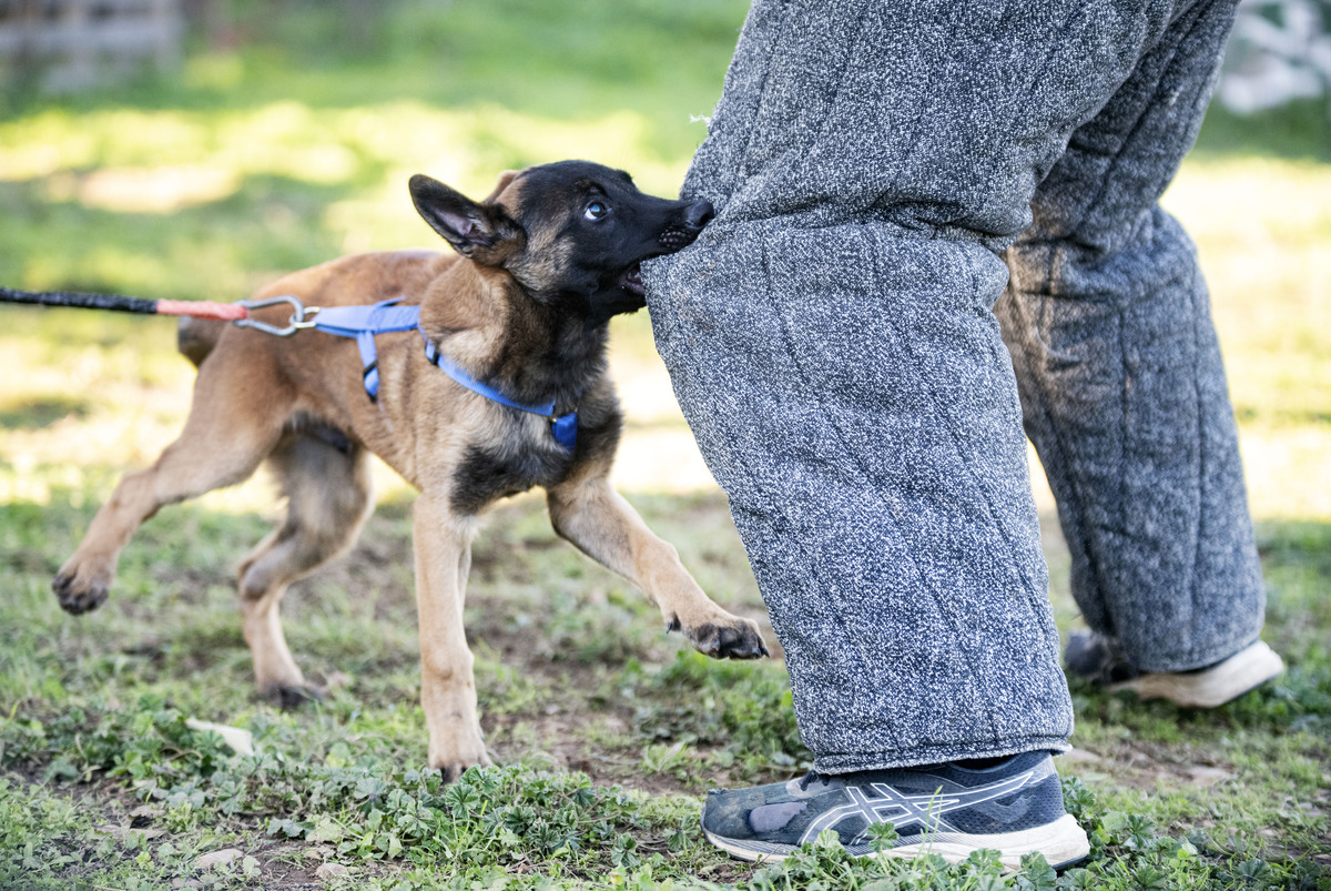 современные принципы обучения собак