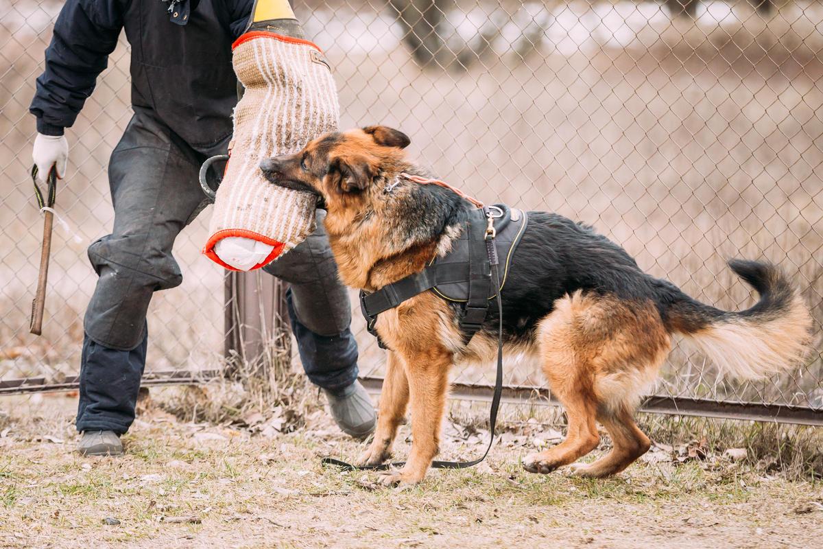 как воспитывают собак-охранников