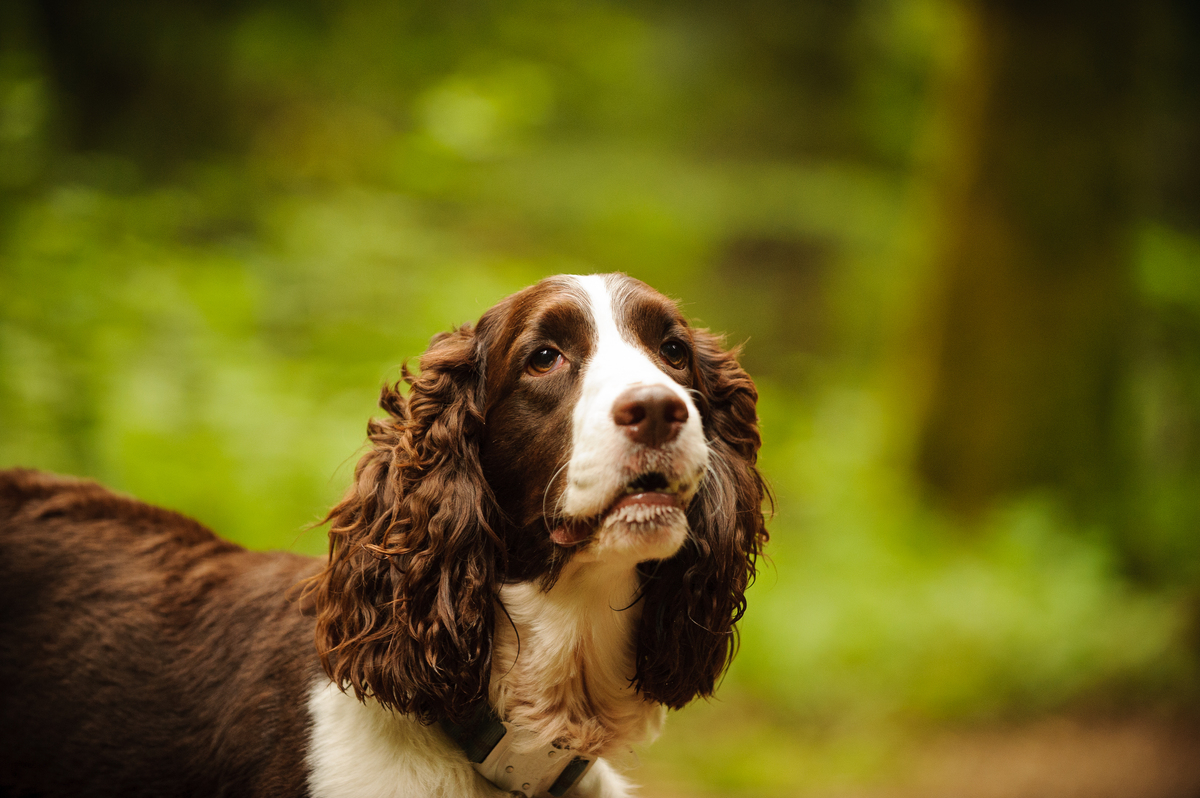 История служебных собак