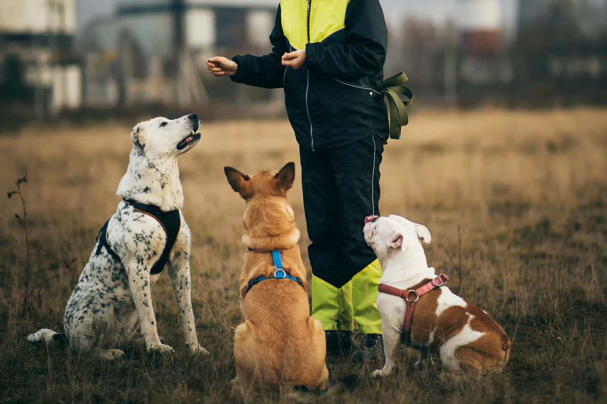 зачем нужен кинолог