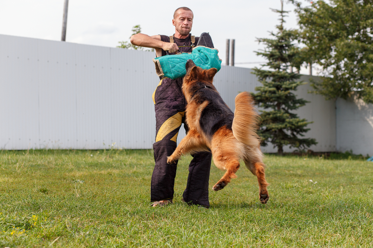 Как выбрать кинолога для собаки