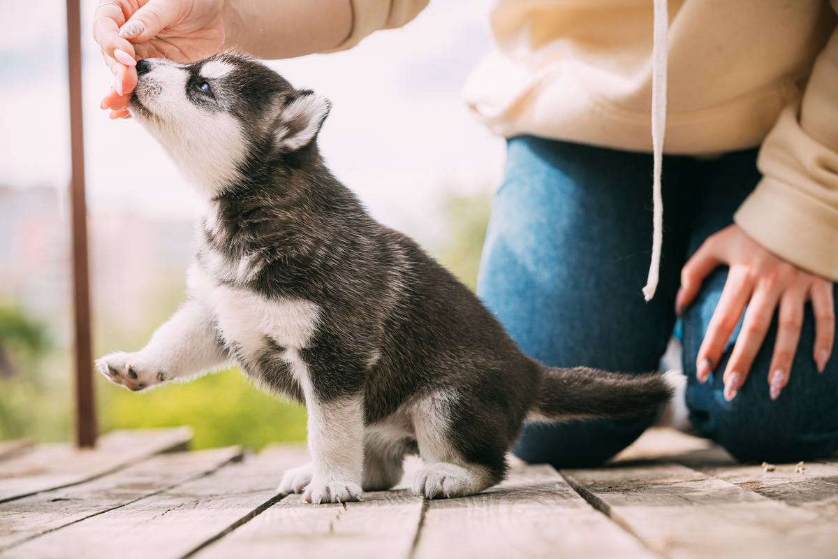 Почему ошибки в щенячьем возрасте превращаются в хронические проблемы