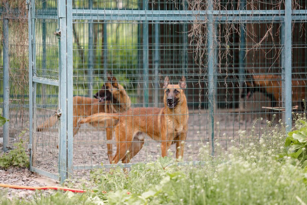 Стандартные размеры вольера для крупной породы